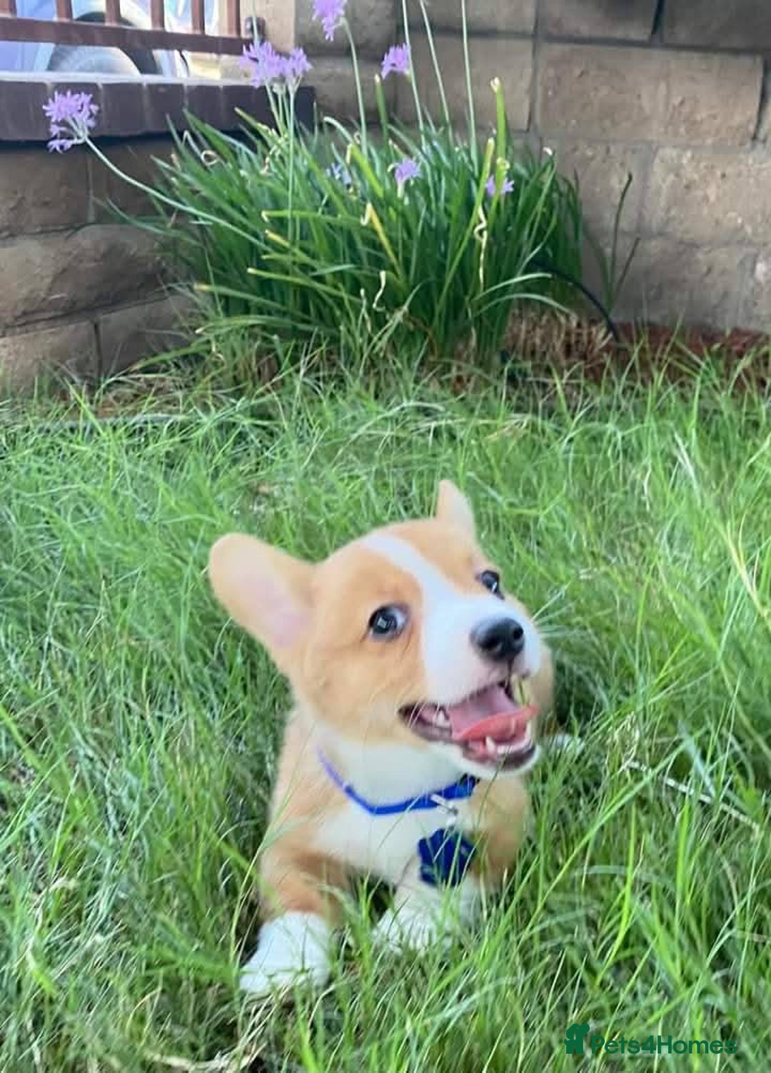 Welsh Corgi Pembroke dogs for sale: Forever loving pembroke corgi  - Image 3