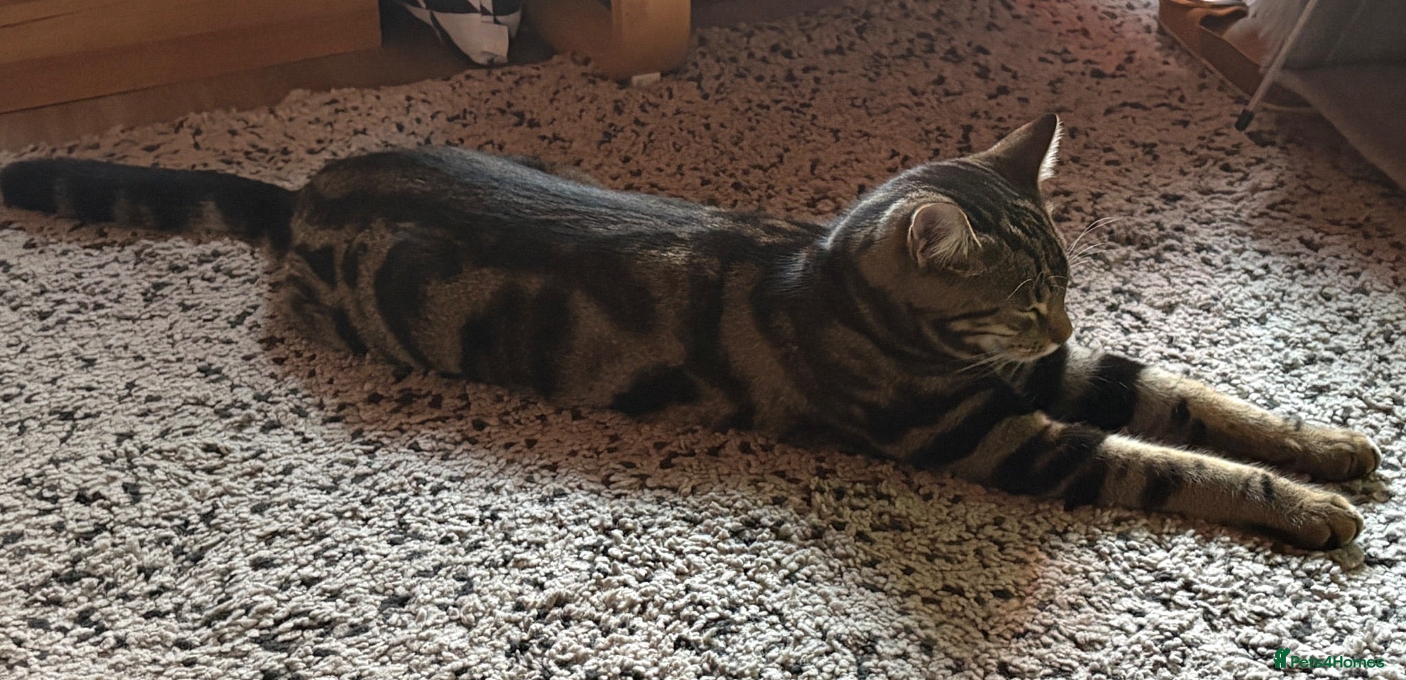 British Shorthair cats Male Tabby Cross - Advert 2