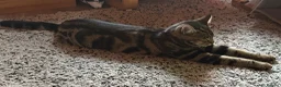 British Shorthair cats for sale: Male Tabby Cross - Advert 2