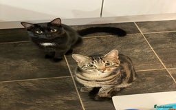 Domestic Shorthair cats for sale: Inseparable Duo need loving home - Image 11