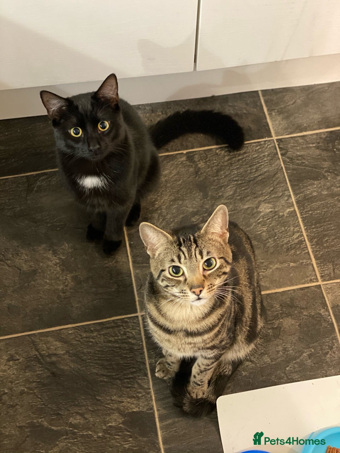 Domestic Shorthair cats for sale: Inseparable Duo need loving home - Image 11