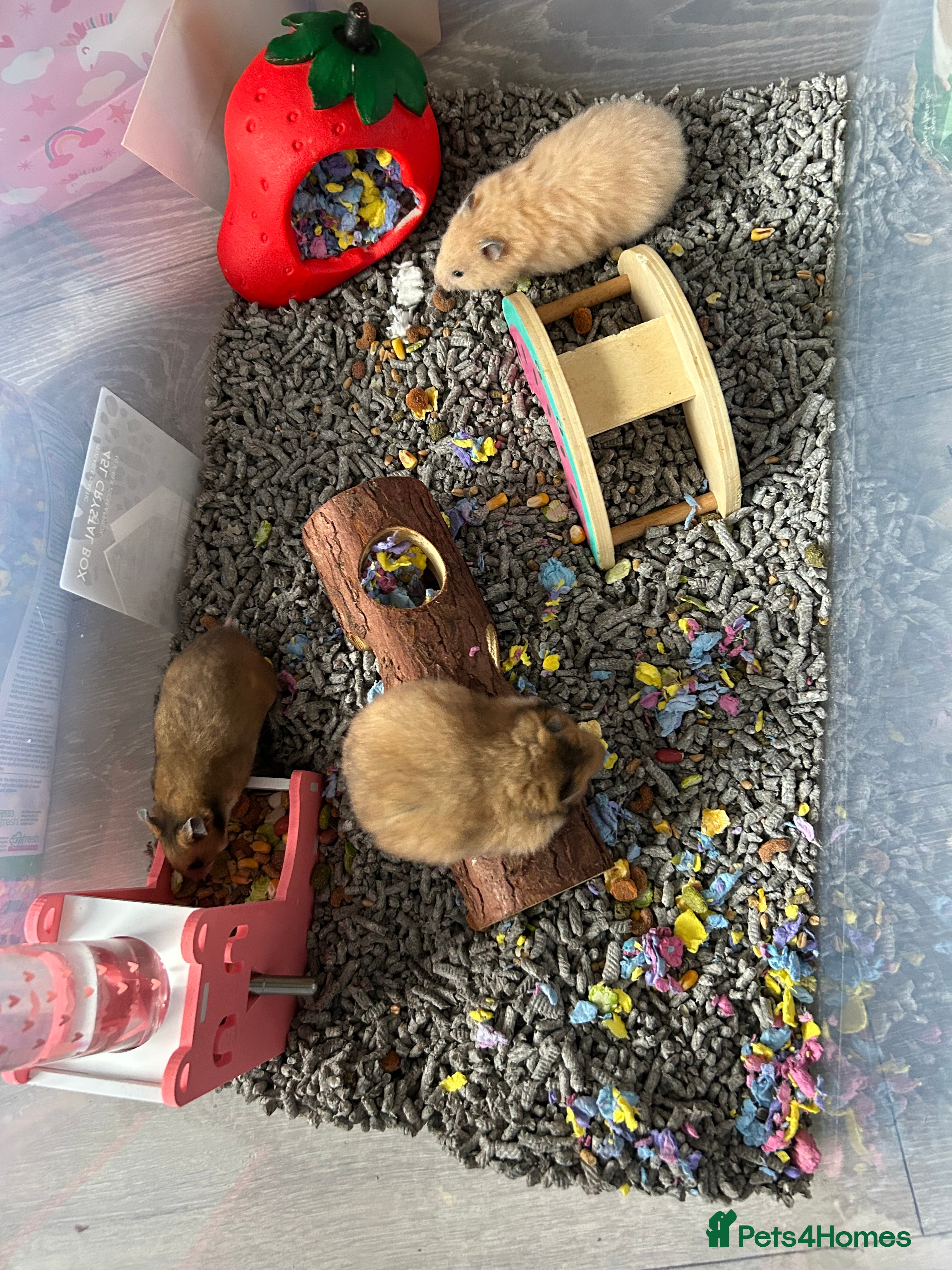 Hamster rodents Mixed males & female baby Syrian hamsters  - Advert 1