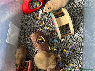 Hamster rodents Mixed males & female baby Syrian hamsters - Advert 5