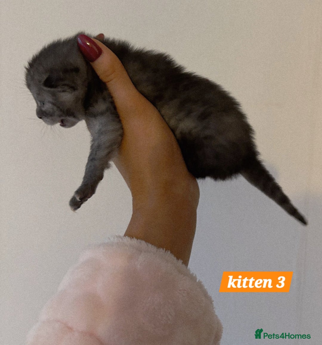 Scottish Fold cats for sale: Stunning Smoky Grey Kittens - Advert 13