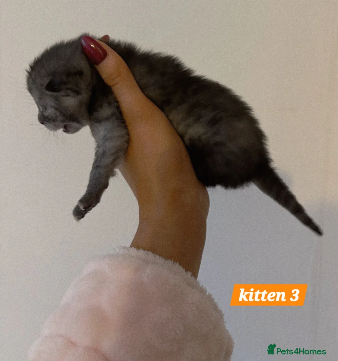 Scottish Fold cats for sale: Stunning Smoky Grey Scottish straight kittens - Advert 14