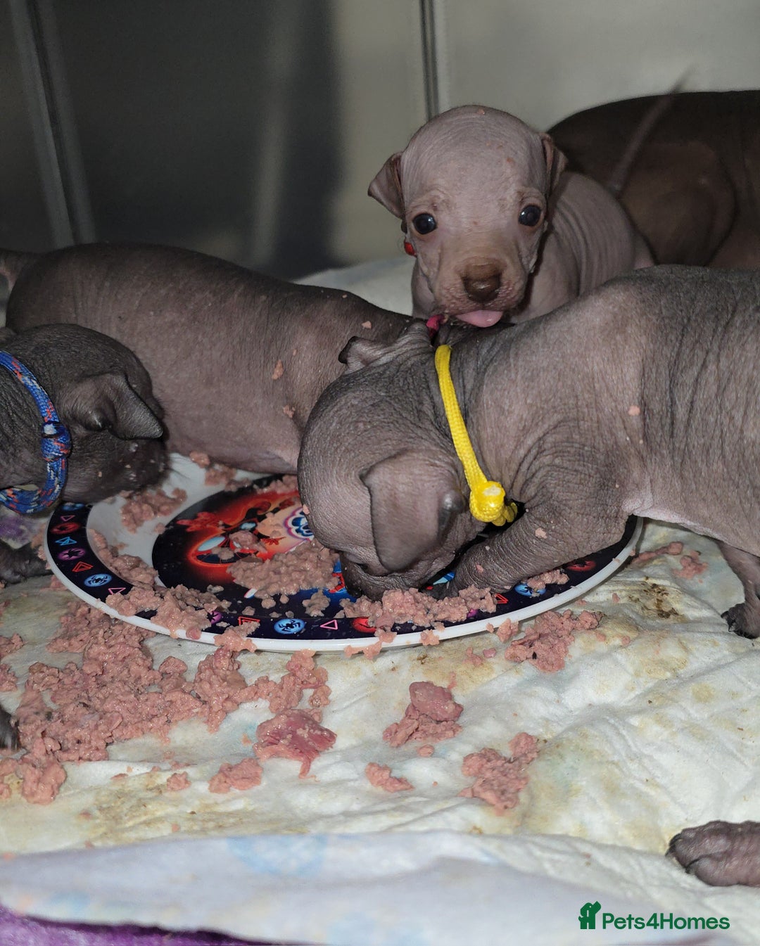 Mexican Hairless dogs for sale: Kc registered Xoloitzcuintle miniature puppies  - Advert 20