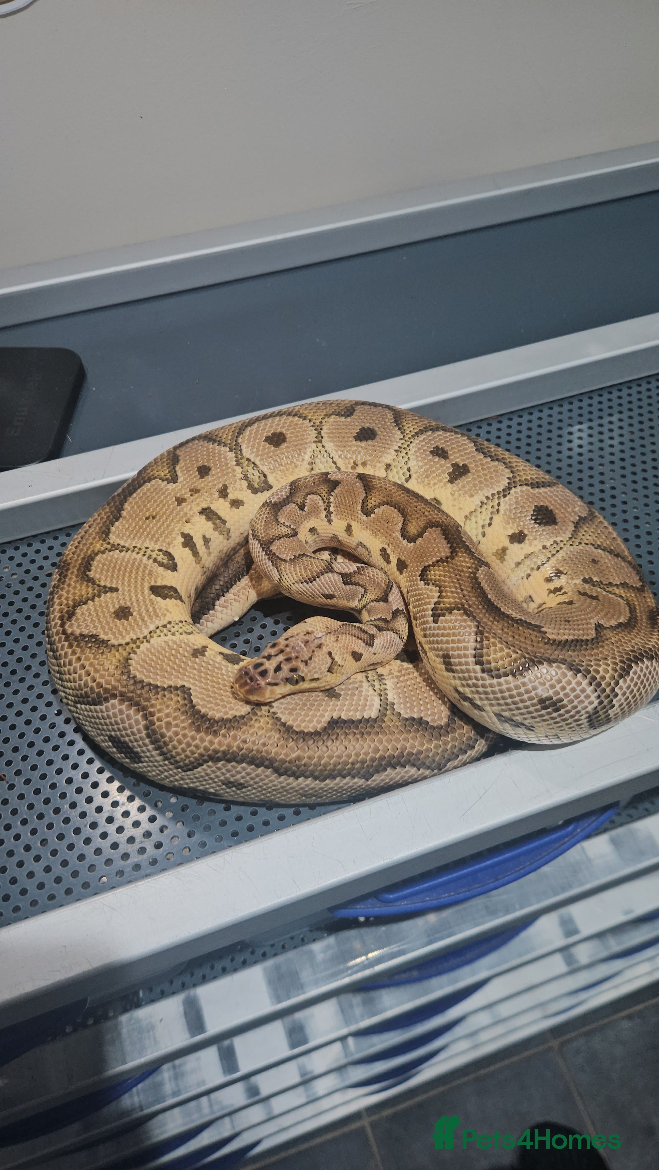 Python Snake reptiles Pastel clown proven male ball python  - Advert 1