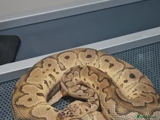Python Snake reptiles Pastel clown proven male ball python - Advert 1
