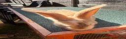 Giant Papillon rabbits for sale: continental giant , minilop , netherland draft - Advert 29