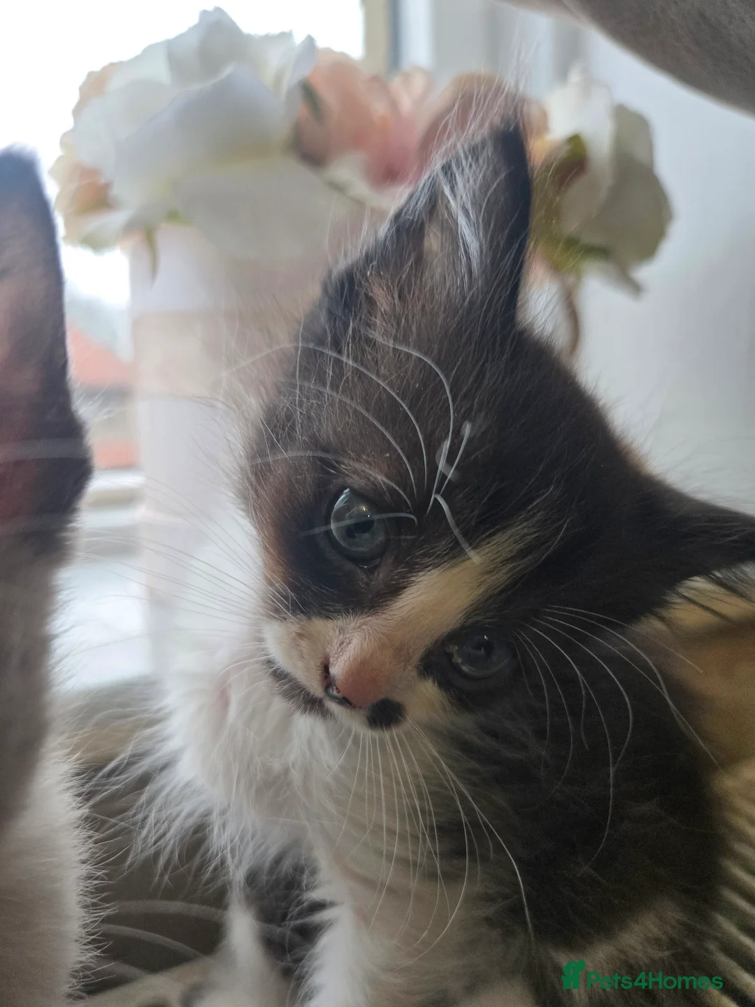 Mixed Breed cats for sale: Ready for new slaves beautiful sphynx babies. - Advert 14