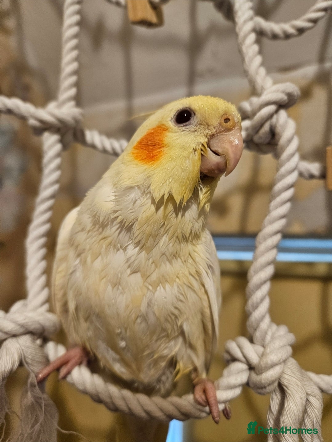 Cockatiels birds 2 gorgeous young tiels - Advert 1