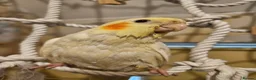 Cockatiels birds for sale: 2 gorgeous young tiels - Advert 1