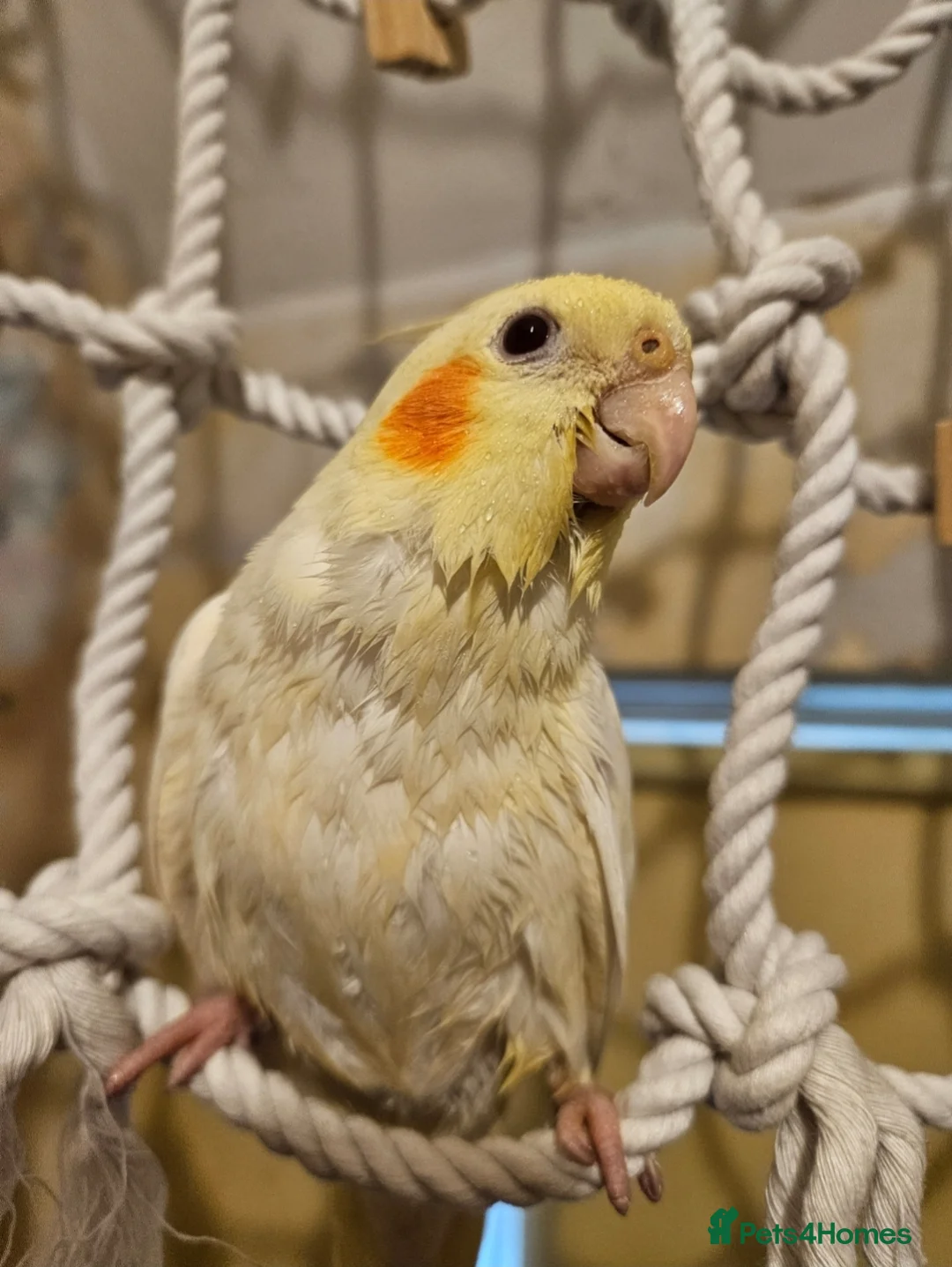 Cockatiels birds for sale: 2 gorgeous young tiels - Advert 1