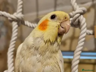 Cockatiels birds 2 gorgeous young tiels - Advert 1
