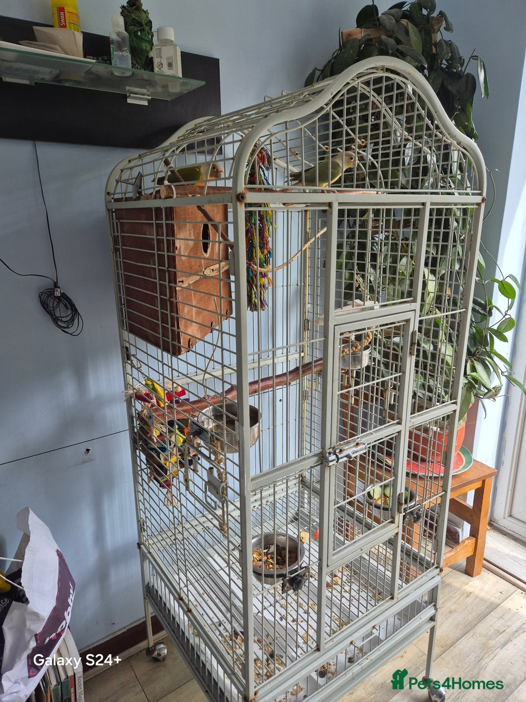 Conures birds for sale: pair of conures for sale - Image 7