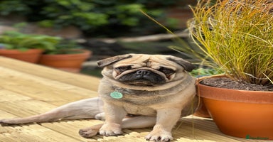 Pug dogs - Advert 5