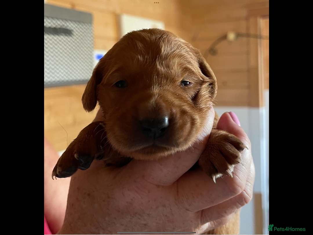 Golden Retriever dogs for sale: KC reg fox Red golden retrievers  - Image 7