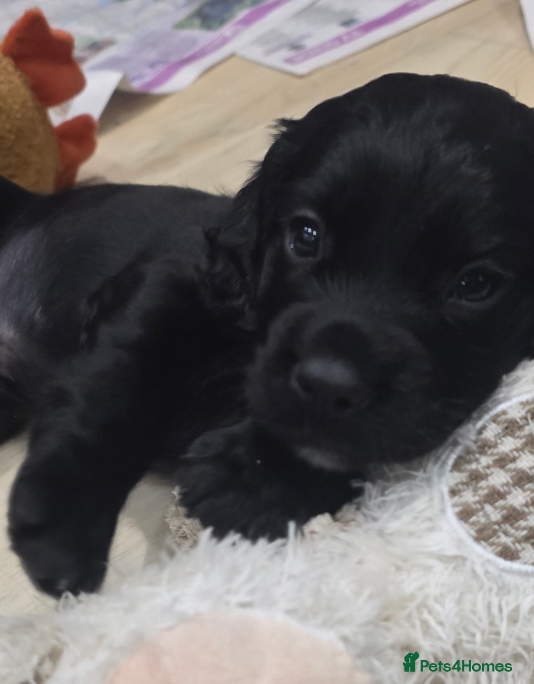 Cocker Spaniel dogs for sale: Exceptional Working Cocker Spaniel Pups - Advert 5