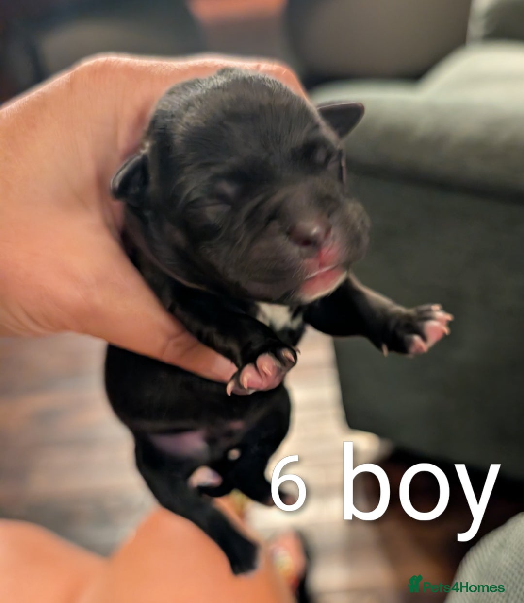 Staffordshire Bull Terrier dogs for sale: Ms/Mister - Image 20