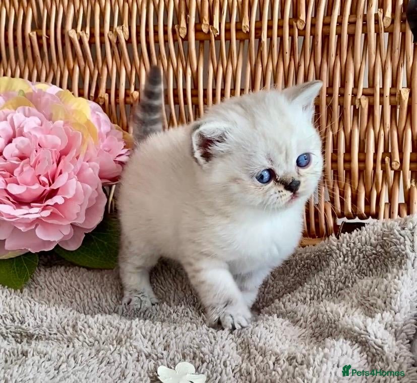 British Shorthair cats RARE SEAL LYNX PURE BRED BSH TEDDY BEARS - Advert 6