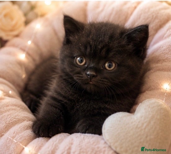 British Shorthair cats 5 chocolate and cinnamon British shorthair kittens - Advert 1