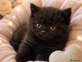 British Shorthair cats 5 chocolate and cinnamon British shorthair kittens - Advert 1