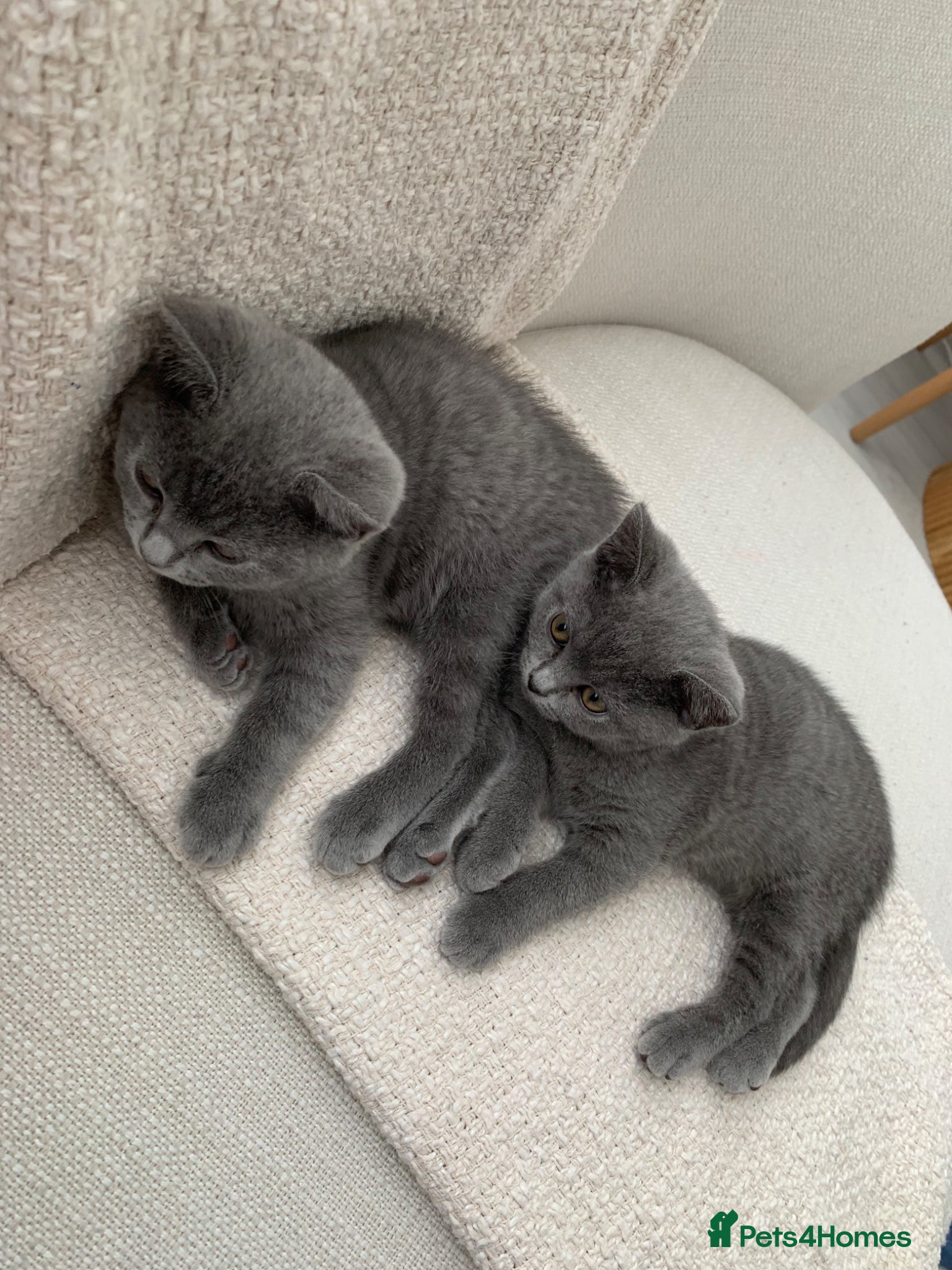 British Shorthair cats British Shorthair Kittens–Ready for Loving Home 🐾 - Advert 1