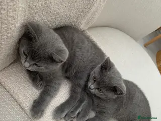 British Shorthair cats British Shorthair Kittens–Ready for Loving Home 🐾 - Advert 6