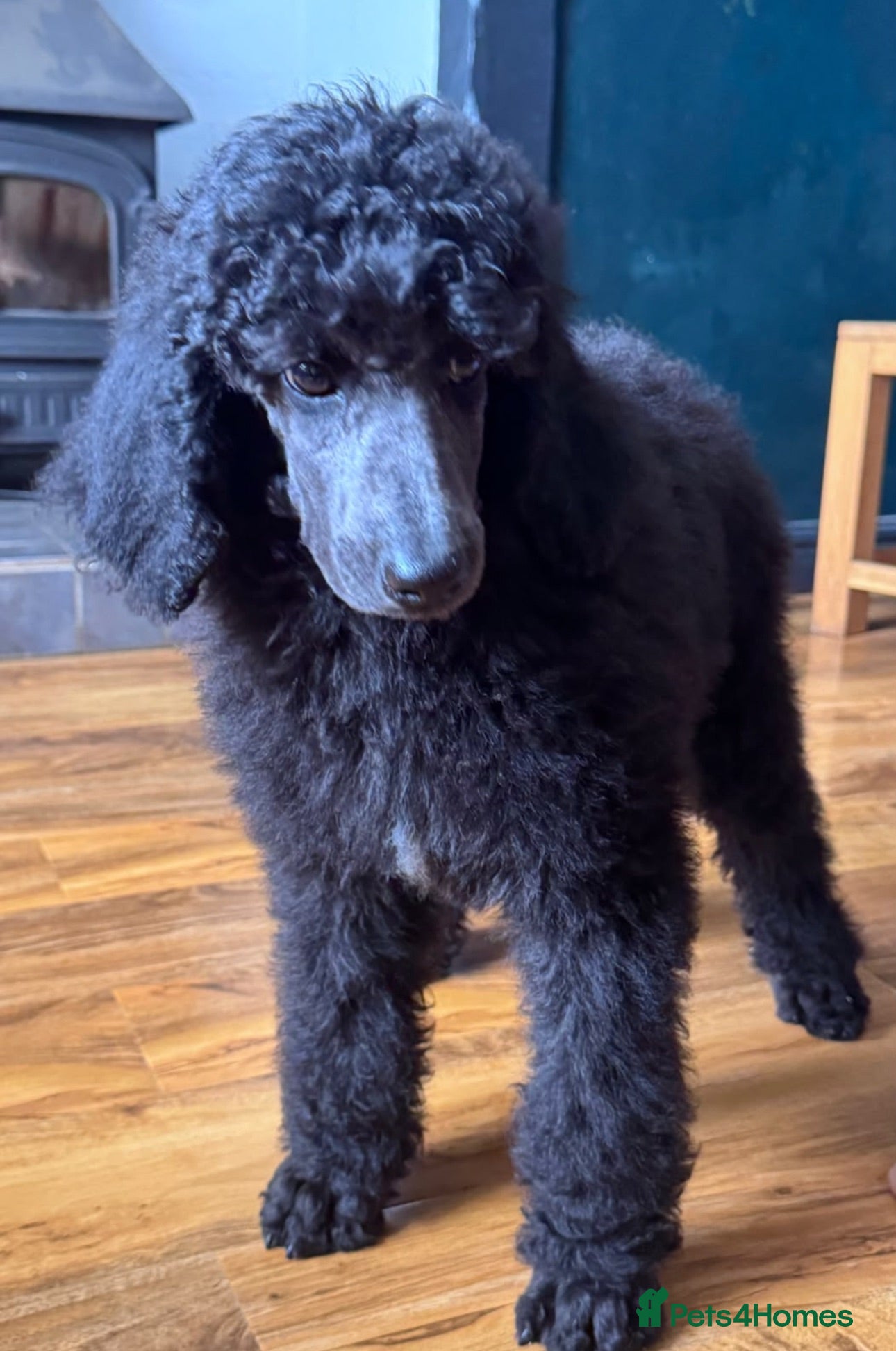 Standard Poodle dogs STANDARD POODLE PUPPIES FULLY TESTED PARENTS  - Advert 2