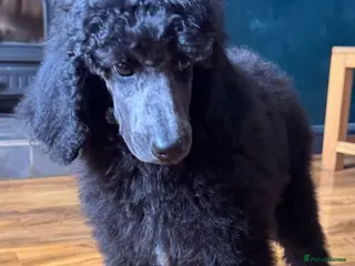 Standard Poodle dogs STANDARD POODLE PUPPIES FULLY TESTED PARENTS - Advert 2
