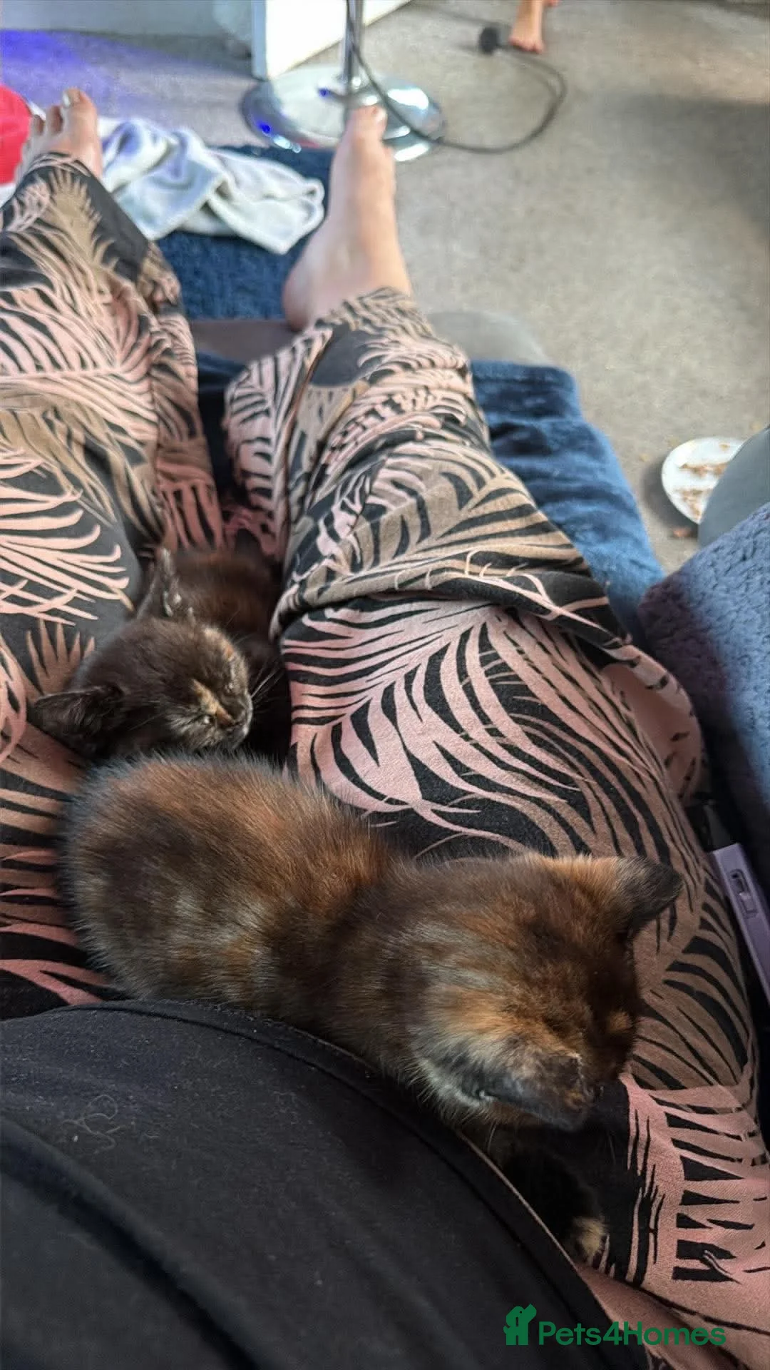 Mixed Breed cats for sale: 2 x Tricolour Female Kittens - Advert 3