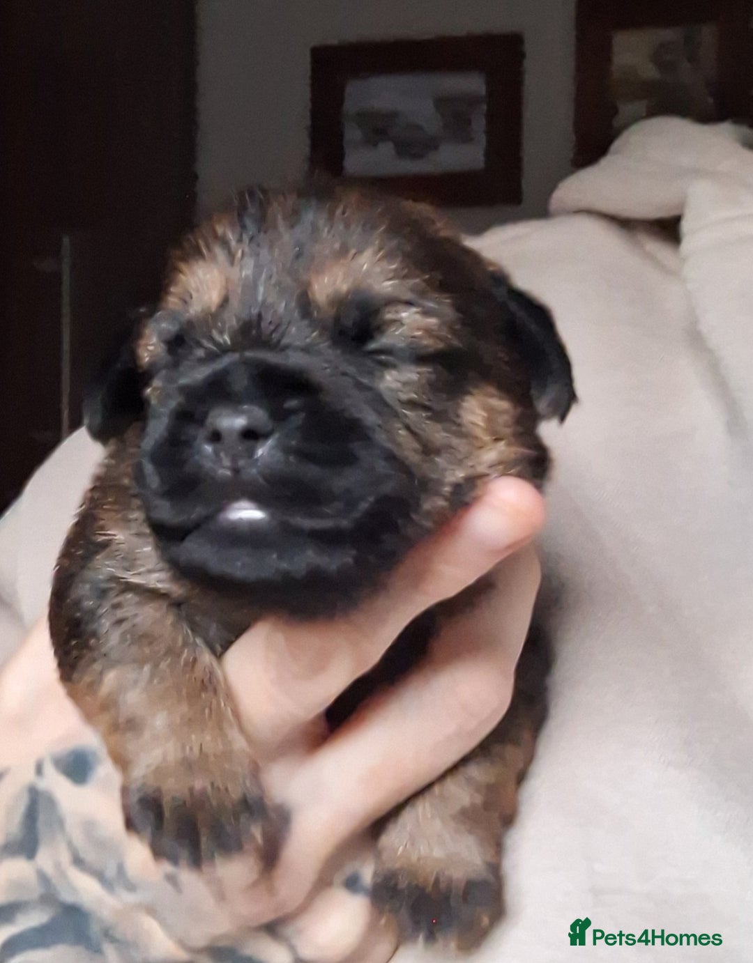 Border Terrier dogs for sale: Border Terrier Puppies - Advert 9