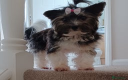 Biewer Terrier dogs for stud: Purebred Pedigree Biewer Terrier Proven Stud in Merthyr Tydfil - Image 25