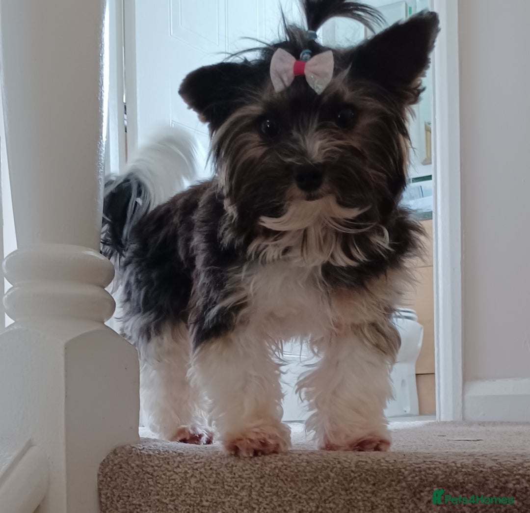 Biewer Terrier dogs for stud: Purebred Pedigree Biewer Terrier Proven Stud in Merthyr Tydfil - Image 25