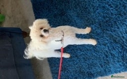Bichon Frise dogs for stud: kc registered bichon frise for stud in Southampton - Image 3