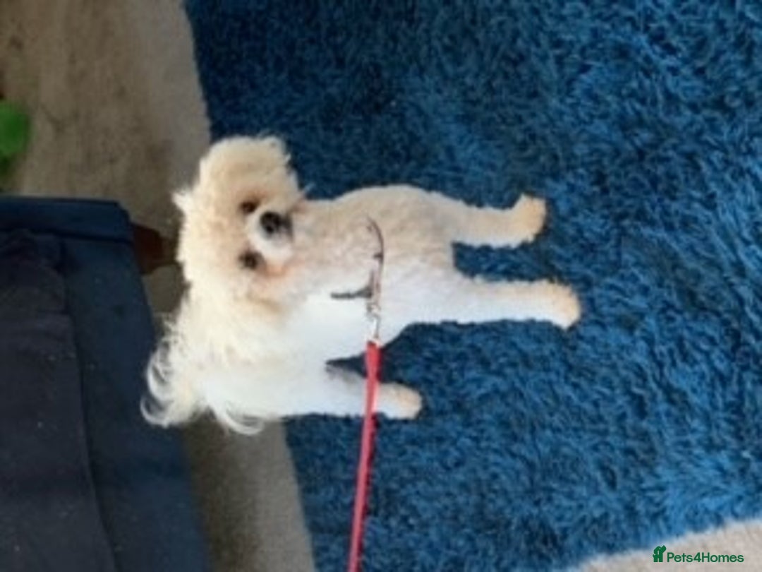 Bichon Frise dogs for stud: kc registered bichon frise for stud in Southampton - Image 3