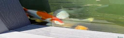 Koi Carp fish for sale: X3 Koi Carp for sale - Advert 4