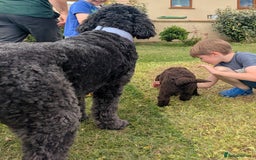 Newfypoo dogs for sale: Beautiful Newfypoo puppy  - Advert 7