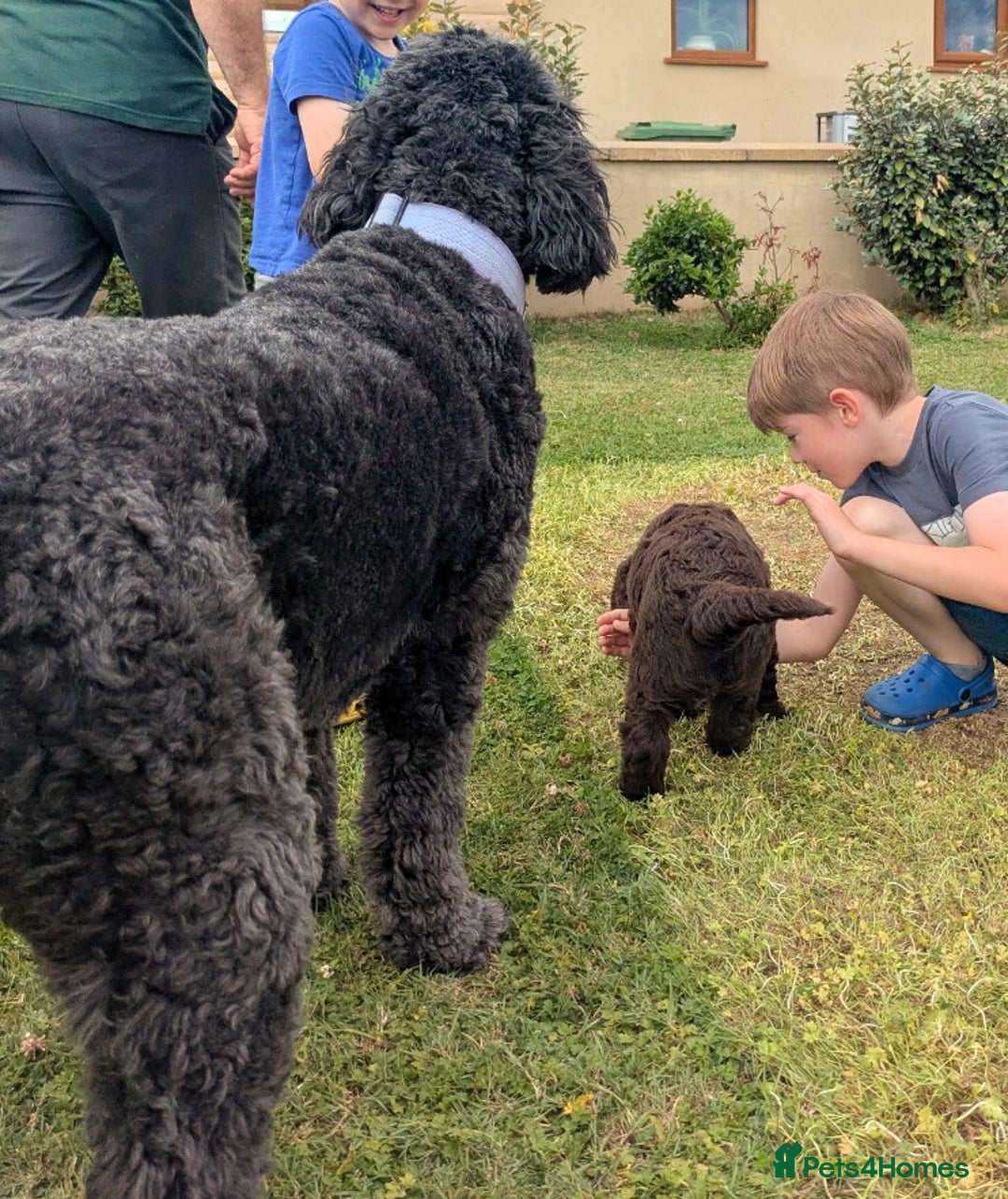 Newfypoo dogs for sale: Beautiful Newfypoo puppy  - Advert 7