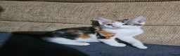 Mixed Breed cats for sale: Beautiful kittens available for sale - Advert 8