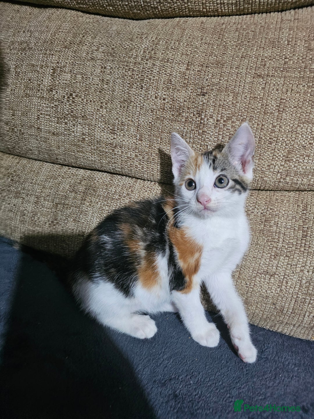 Mixed Breed cats for sale: Beautiful kittens available for sale - Advert 8