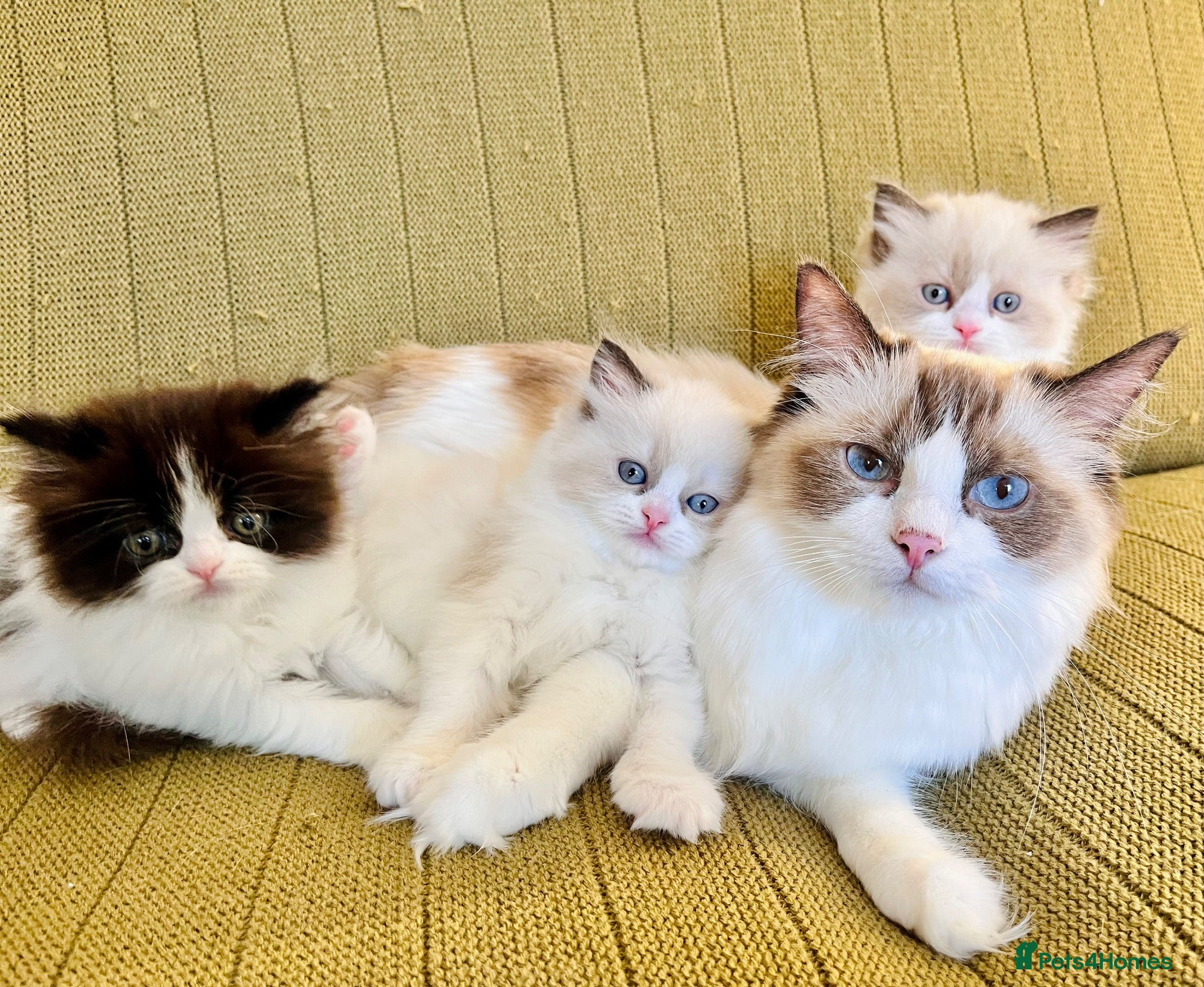 Persian cats 6 week Ragdoll x Persian Kittens - see description - Advert 1