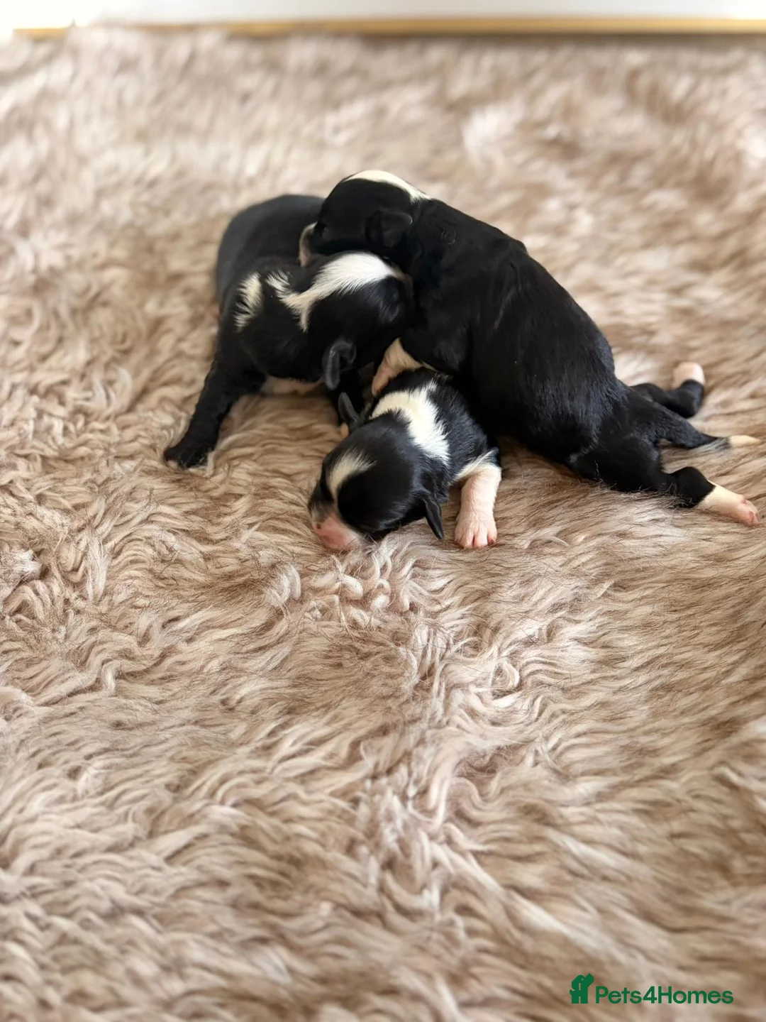 Havanese dogs for sale: Superb litter of K. C Registered havanese puppies - Advert 7
