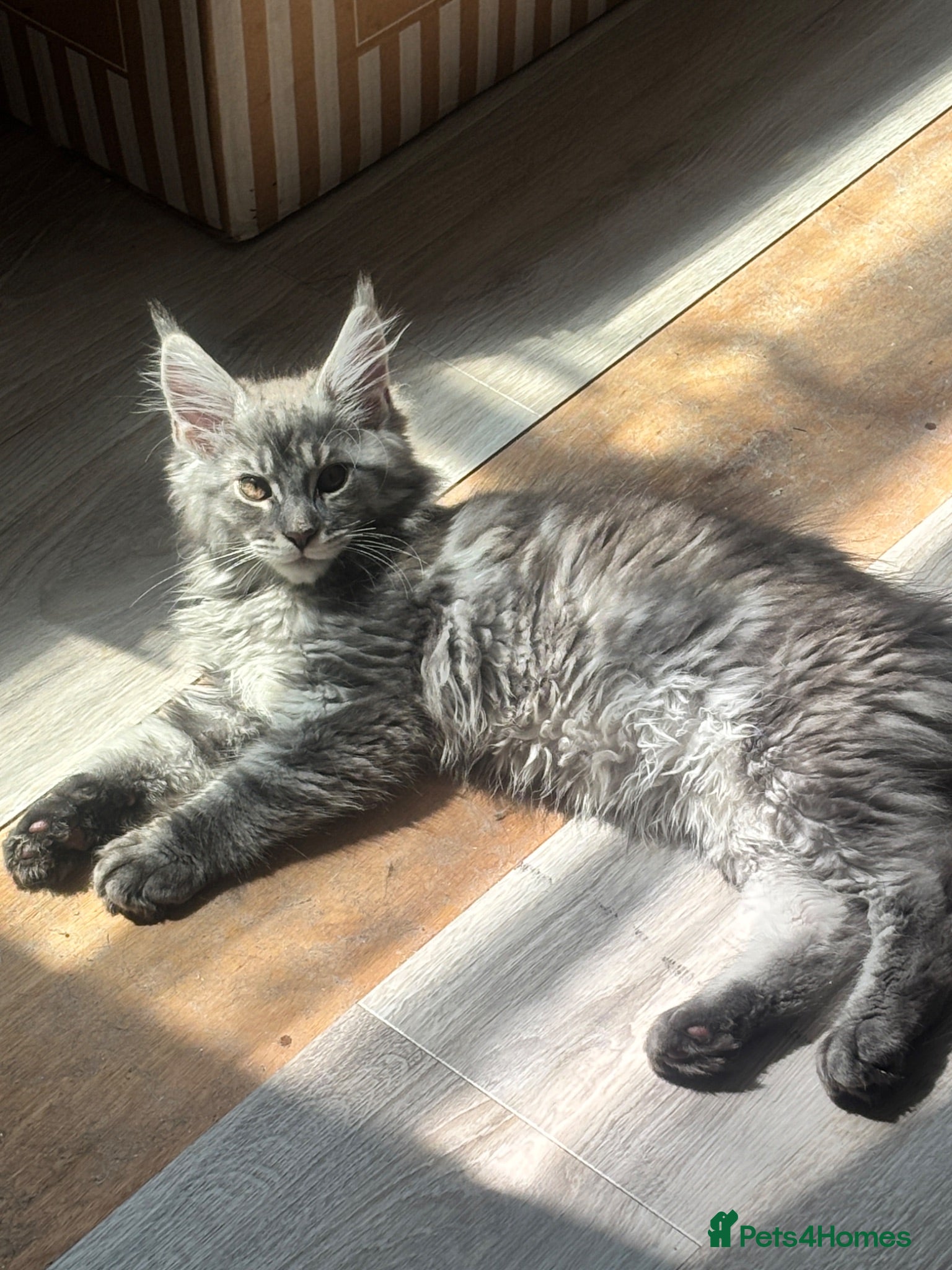 Maine Coon cats Last litter of the year Super Maine Coons - Advert 1