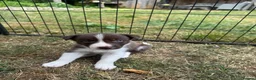 Border Collie dogs for sale: Beautiful Border Collie Puppies  - Advert 19