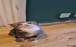 Scottish Fold cats for sale: Beautiful kittens ready for forever loving homes  - Image 23