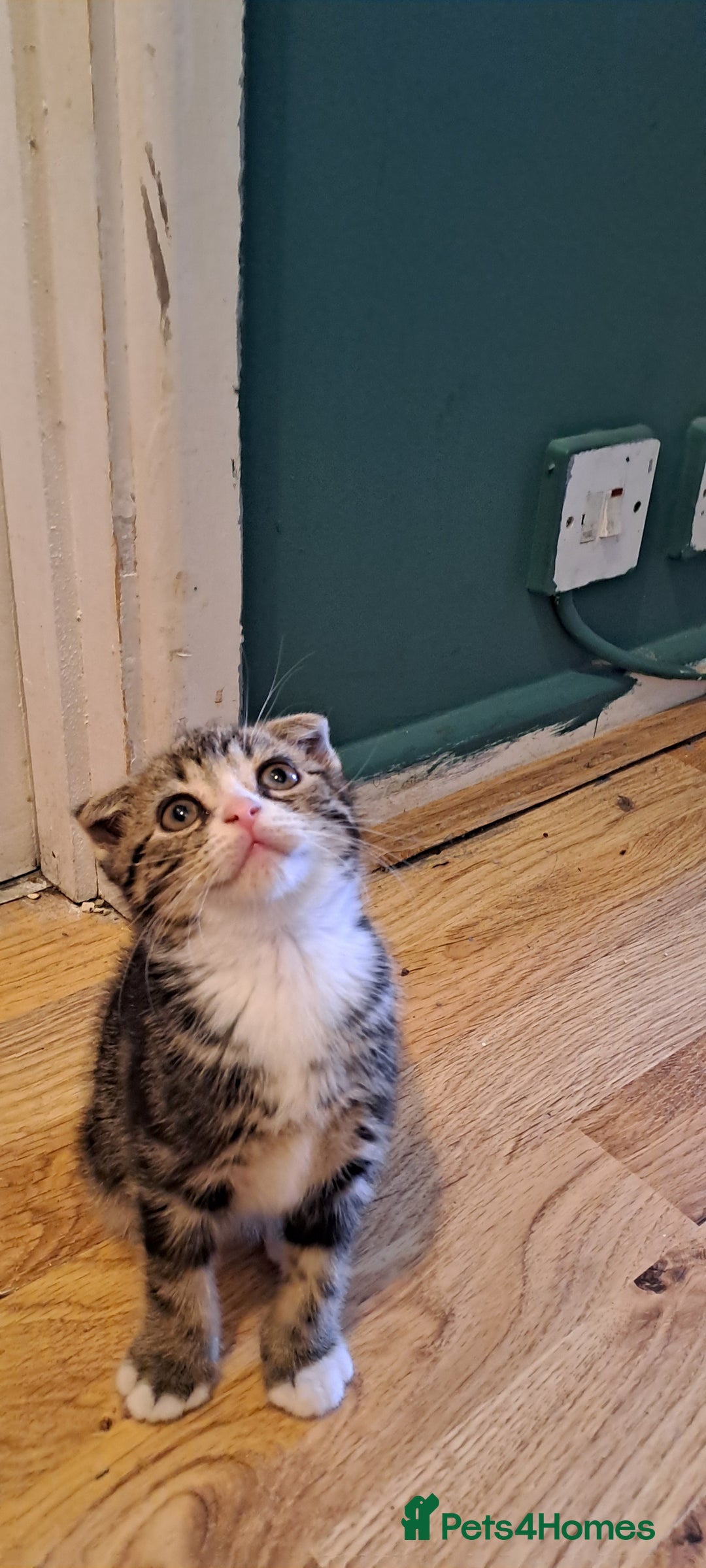 Scottish Fold cats for sale: Beautiful kittens ready for forever loving homes  - Image 23