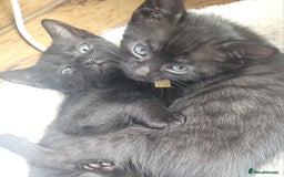 Bengal cats for sale: Black Bengal Kittens - Image 1