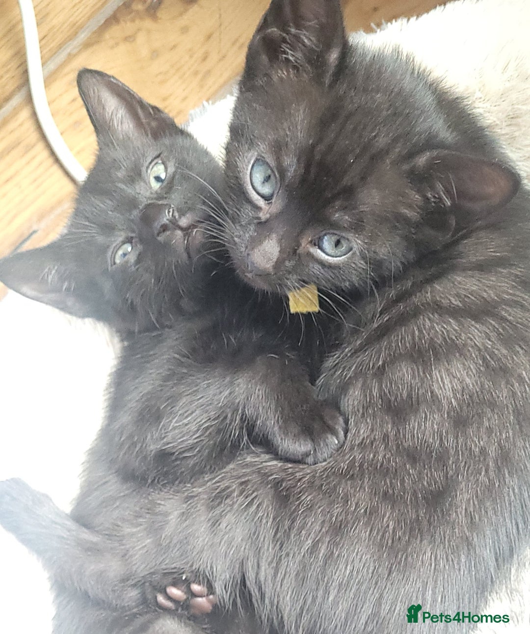 Bengal cats for sale: Black Bengal Kittens - Image 1
