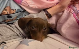 Miniature Dachshund dogs for sale: Galaxy Chocolate: Your Sweetest Adventure Awaits! - Image 12